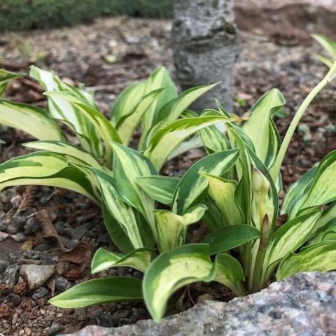 Hosta "Lakeside Little Tuft" [Vaso 11cm]