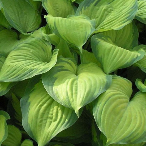 Hosta "Elizabeth" [Vaso 11cm]