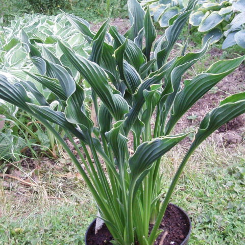 Hosta "Praying Hands" [Vaso 11cm]