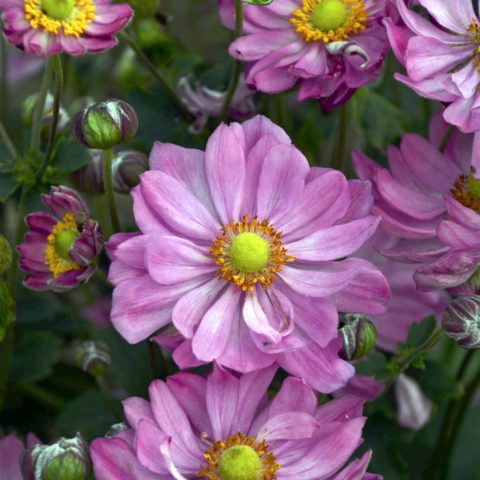 Anemone hupehensis "Emmy Deep Rose" [Vaso 14cm]
