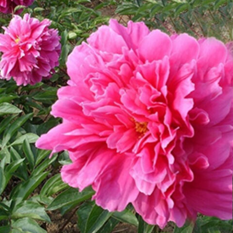 Paeonia x lactiflora "Hong Guang Qi Jin" [Vaso 10cm]