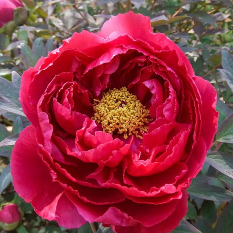 Paeonia "Taiyo Light Red"