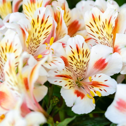 Alstroemeria "Inticancha Sunset" [Vaso 19cm]