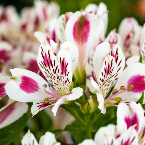 Alstroemeria "Inticancha White Pink Blush" [Vaso 19cm]
