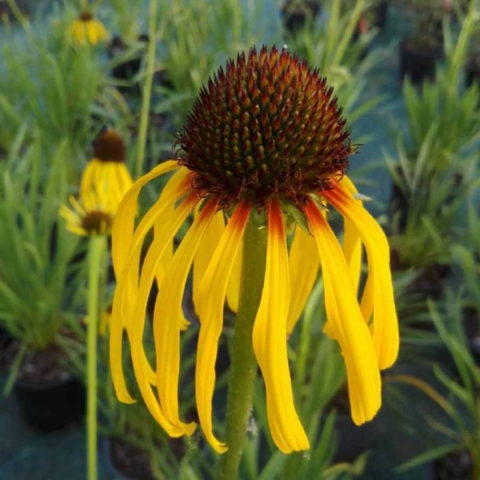Echinacea paradoxa [Vaso 19cm]