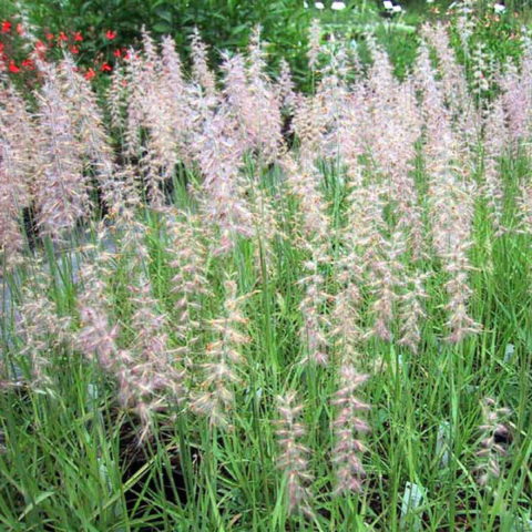 Pennisetum orientale [Vaso 18cm]