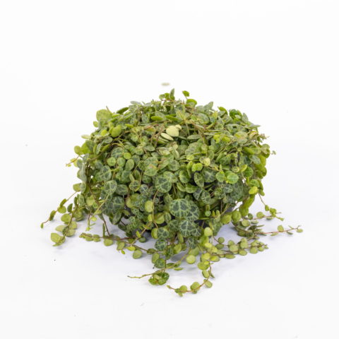Peperomia prostrata [Vaso 14cm]