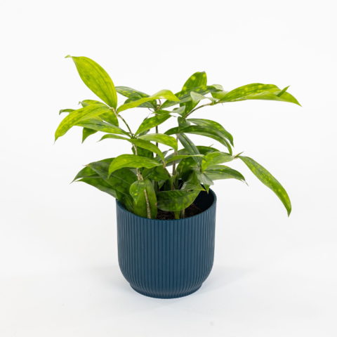 Dracaena surculosa [Vaso 12cm]