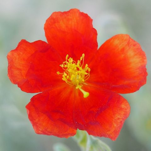 Helianthemum hybridum"Rubin" [Vaso 9cm]