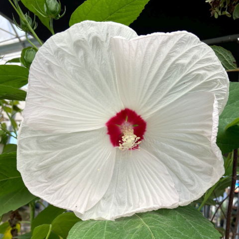Hibiscus moscheutos subsp. palustris "Bianco" [Vaso 18cm]