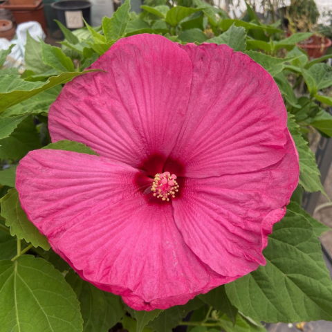 Hibiscus moscheutos subsp. palustris "Rosso" [Vaso 24cm]