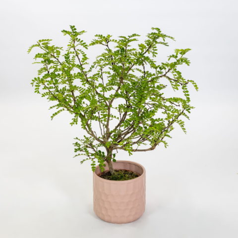 Zanthoxylum simulans [Vaso 12cm]