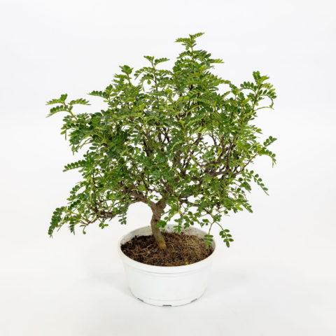 Zanthoxylum beecheyanum [Vaso 18cm]