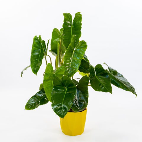Philodendron burle-marxii [Vaso 15cm]