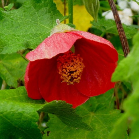 Abutilon "Red Trumpet" [Vaso 19cm]