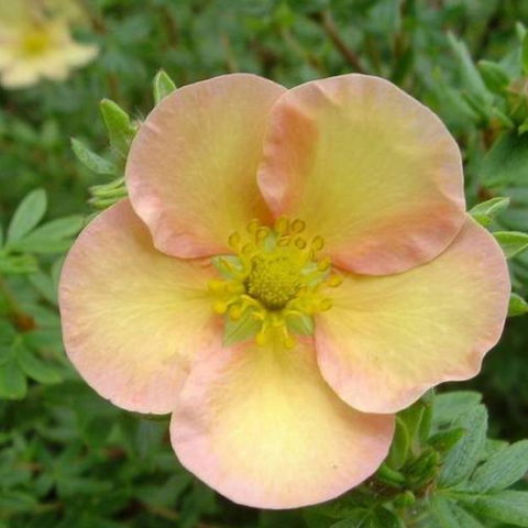 Potentilla fruticosa "Daydawn" [Vaso 17cm]