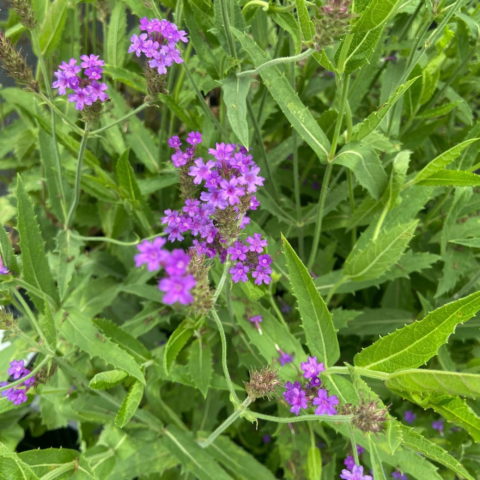 Verbena rigida [Vaso 10cm]