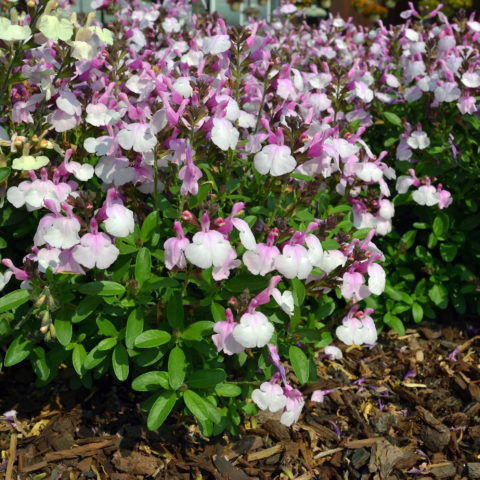 Salvia greggii "Soft Pink" [Vaso 14cm]