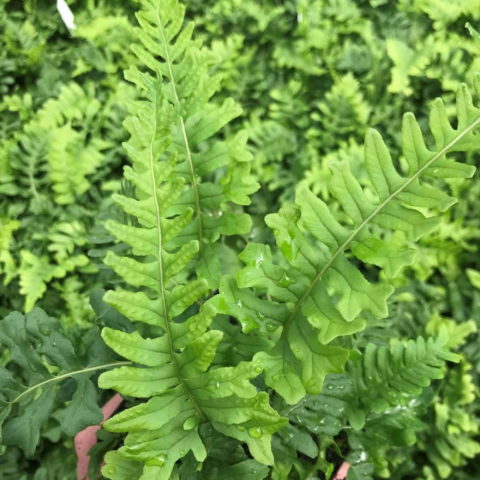 Polypodium vulgare "Poldy" [Vaso 14cm]