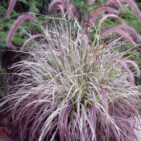 Pennisetum x advena "Cherry Sparkler" [Vaso 14cm]