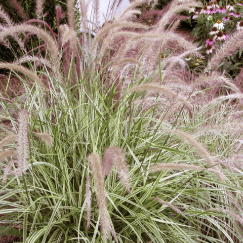 Pennisetum x advena "Sky Rocket" [Vaso 14cm]