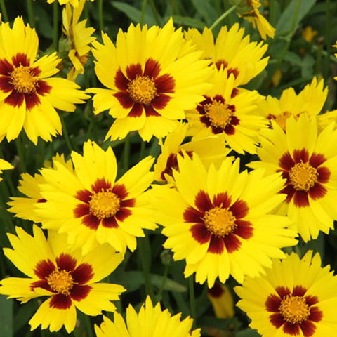 Coreopsis grandiflora "SunKiss" [Vaso 14cm]