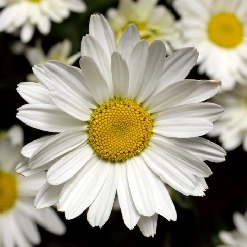Leucanthemum maximum "Western Star" [Vaso 14cm]