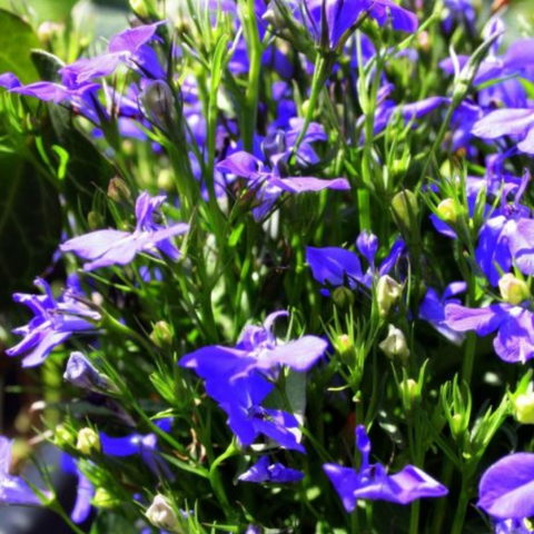 Lobelia x speciosa "Fan Blue" [Vaso 14cm]