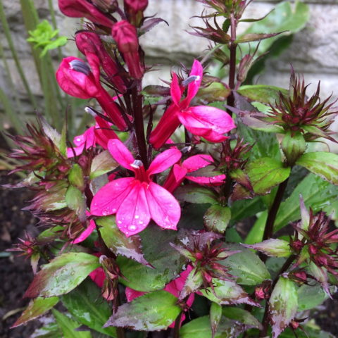 Lobelia x speciosa "Fan Deep Rose" [Vaso 14cm]