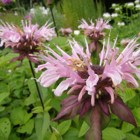 Monarda didyma "Melua Appleblossom" [Vaso 14cm]