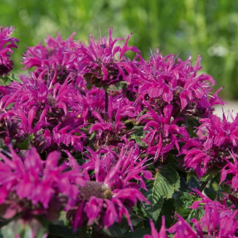 Monarda didyma "Melua Burgundy" [Vaso 14cm]