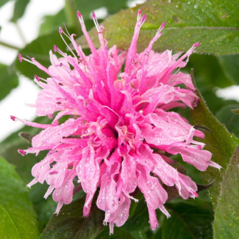Monarda didyma "Melua Pink" [Vaso 14cm]