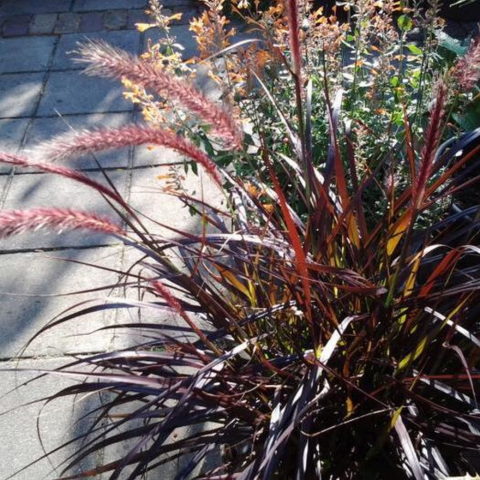 Pennisetum x advena "Chelsea" [Vaso 14cm]