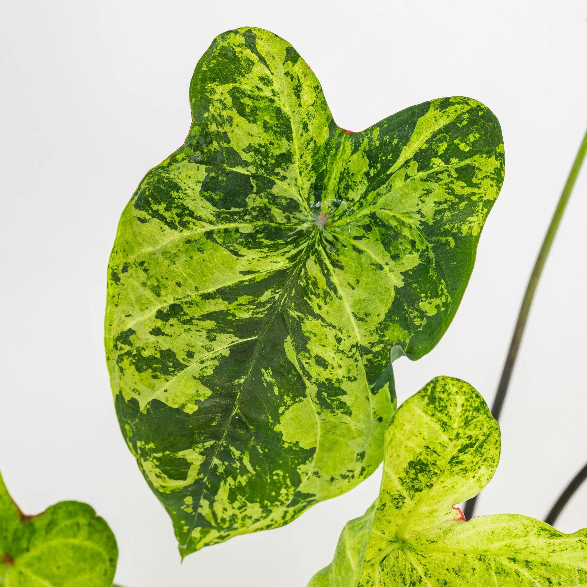 Caladium "Frog in Blender"