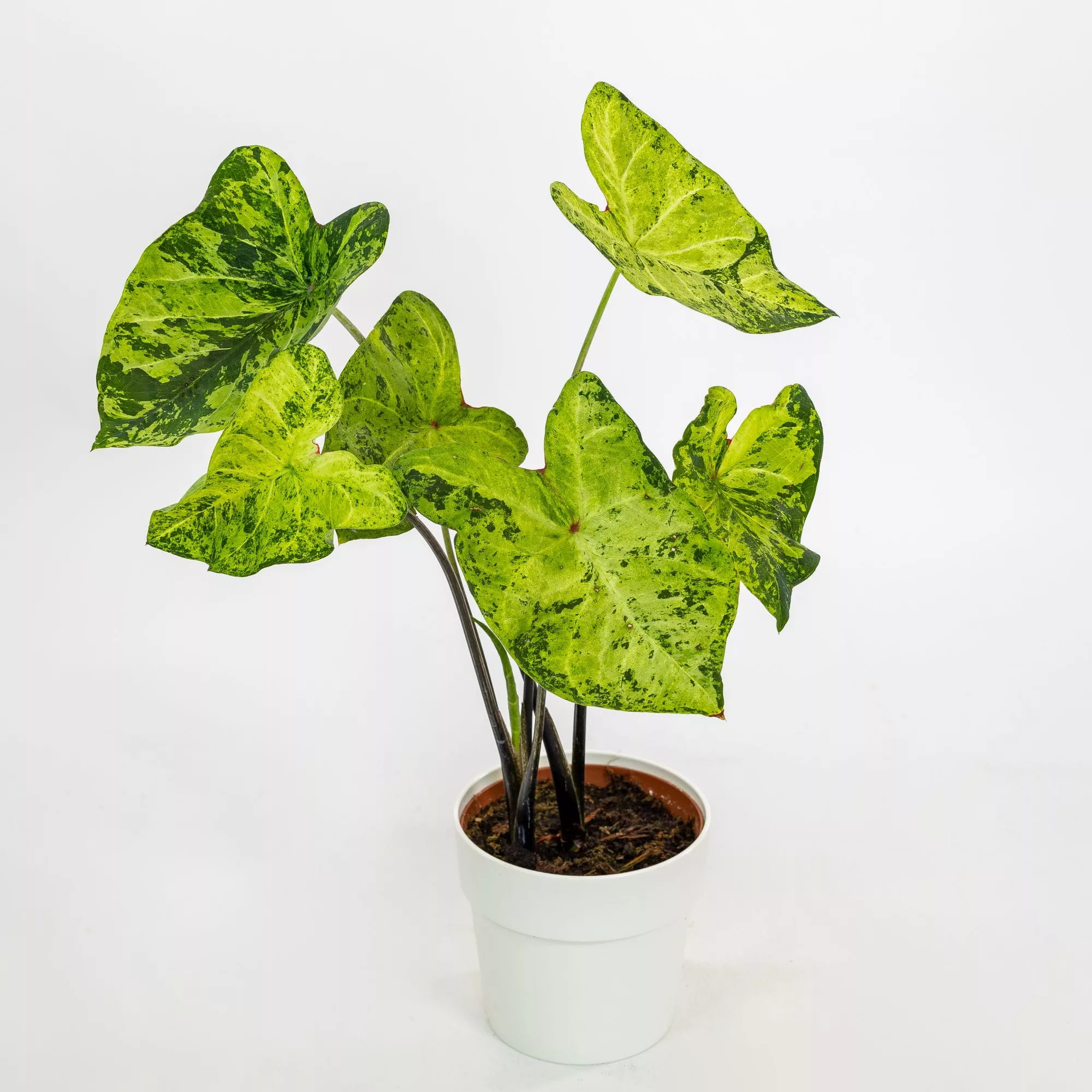 Caladium "Frog in Blender"