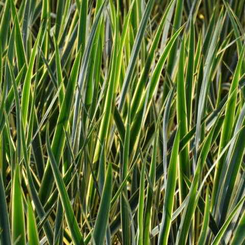 Yucca filamentosa "Bright Edge"