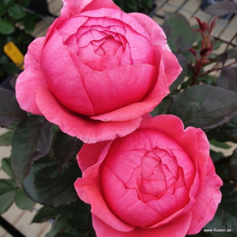 Gartenprinzessin Marie Jos [Vaso 18cm]