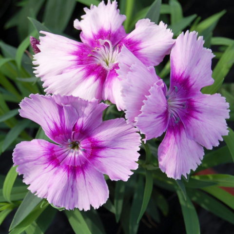 Dianthus chinensis "Diana Lavender Picotee"
