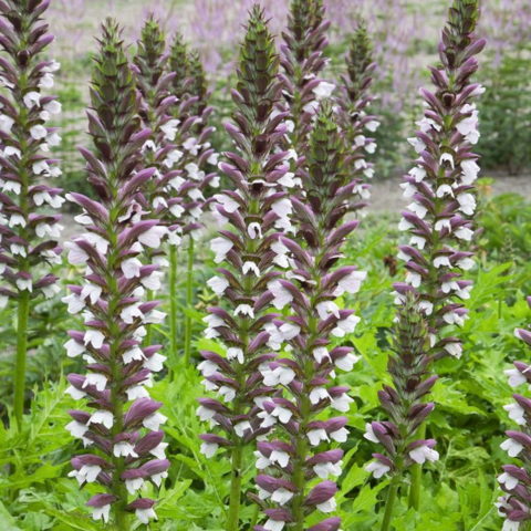 Acanthus hungaricus "White Lips"