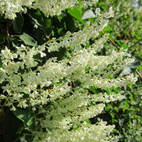 Fallopia baldschuanica