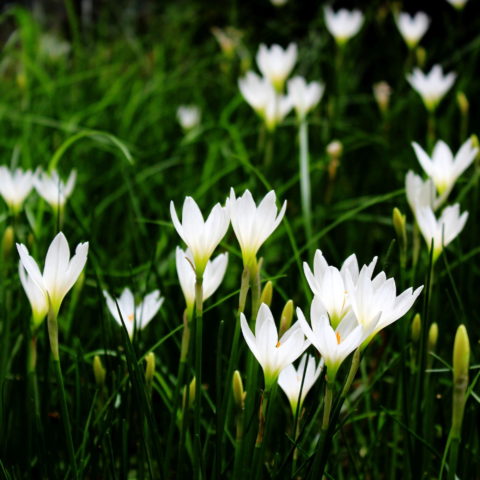Zephyranthes candida