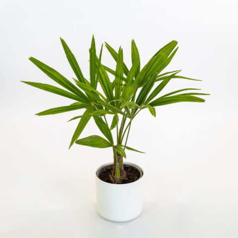 Trachycarpus fortunei