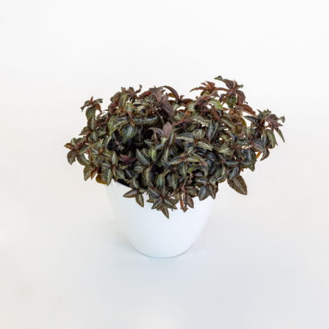 Pilea spruceana "Silver Tree"