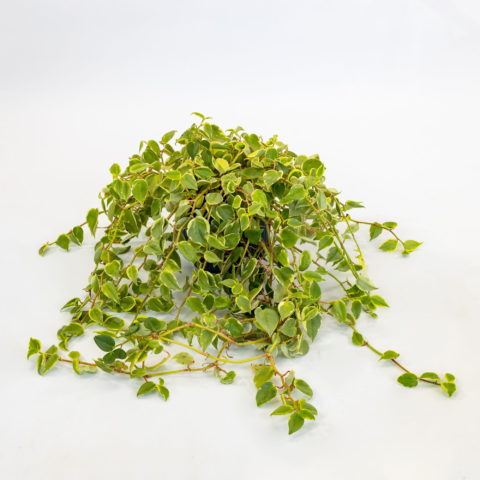 Peperomia scandens "Variegata"