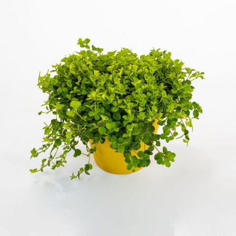 Peperomia rotundifolia