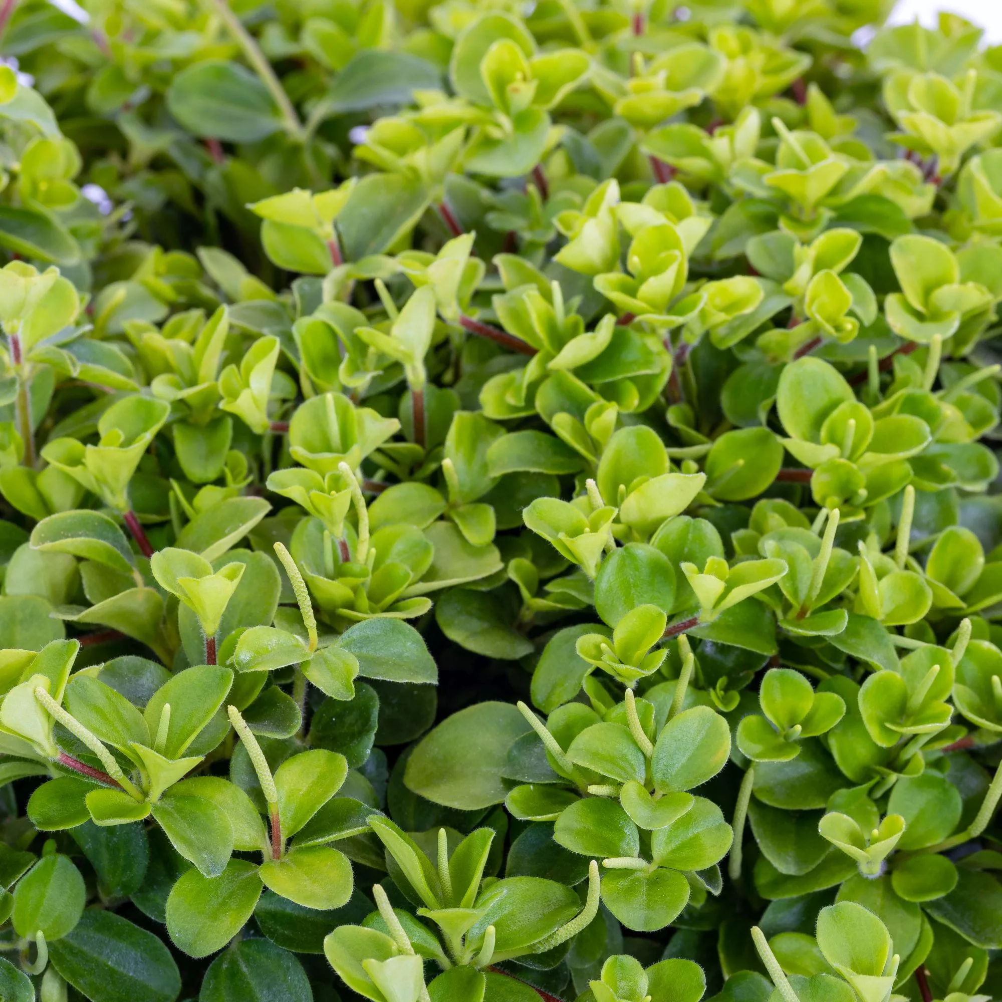 Peperomia rotundifolia