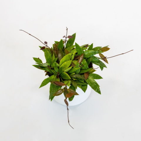 Hoya gracilis