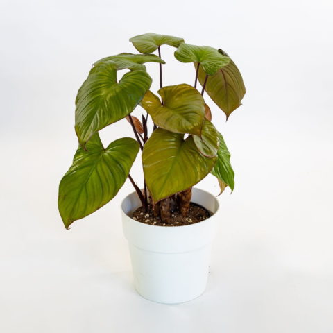 Homalomena rubescens "Maggy"