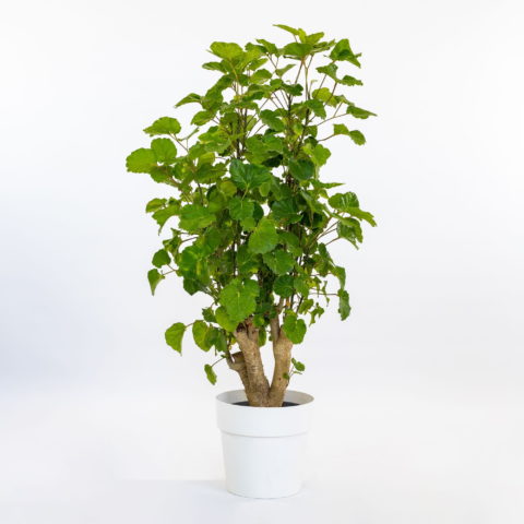 Polyscias fruticosa "Lemon"