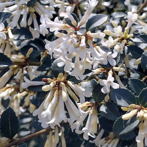 Osmanthus delavayi